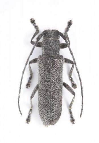 Saperda inornata